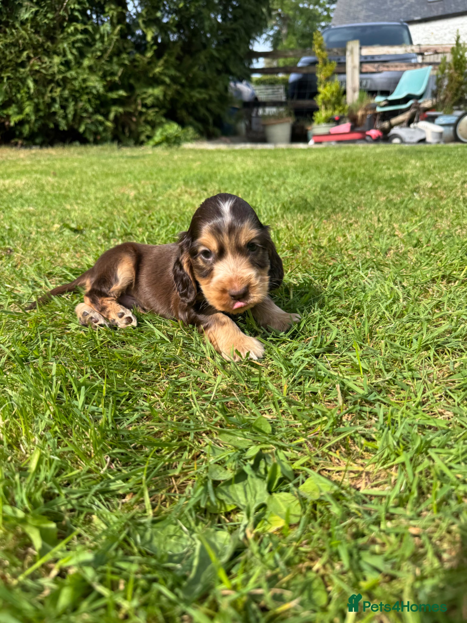 Cocker Spaniel dogs for sale: DNA tested clear Show type Cocker Spaniels in Ystrad Meurig - Advert 6
