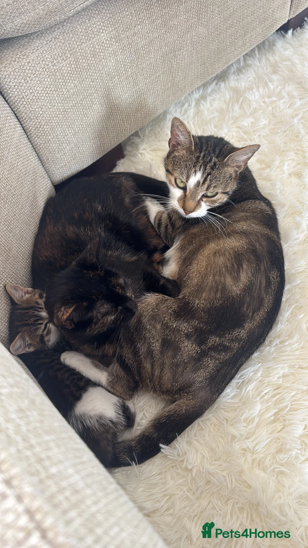 Mixed Breed cats for sale: female cat needs new home asap. - Advert 4