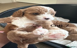 Cavapoo dogs for sale: One girl left has come available  - Image 19