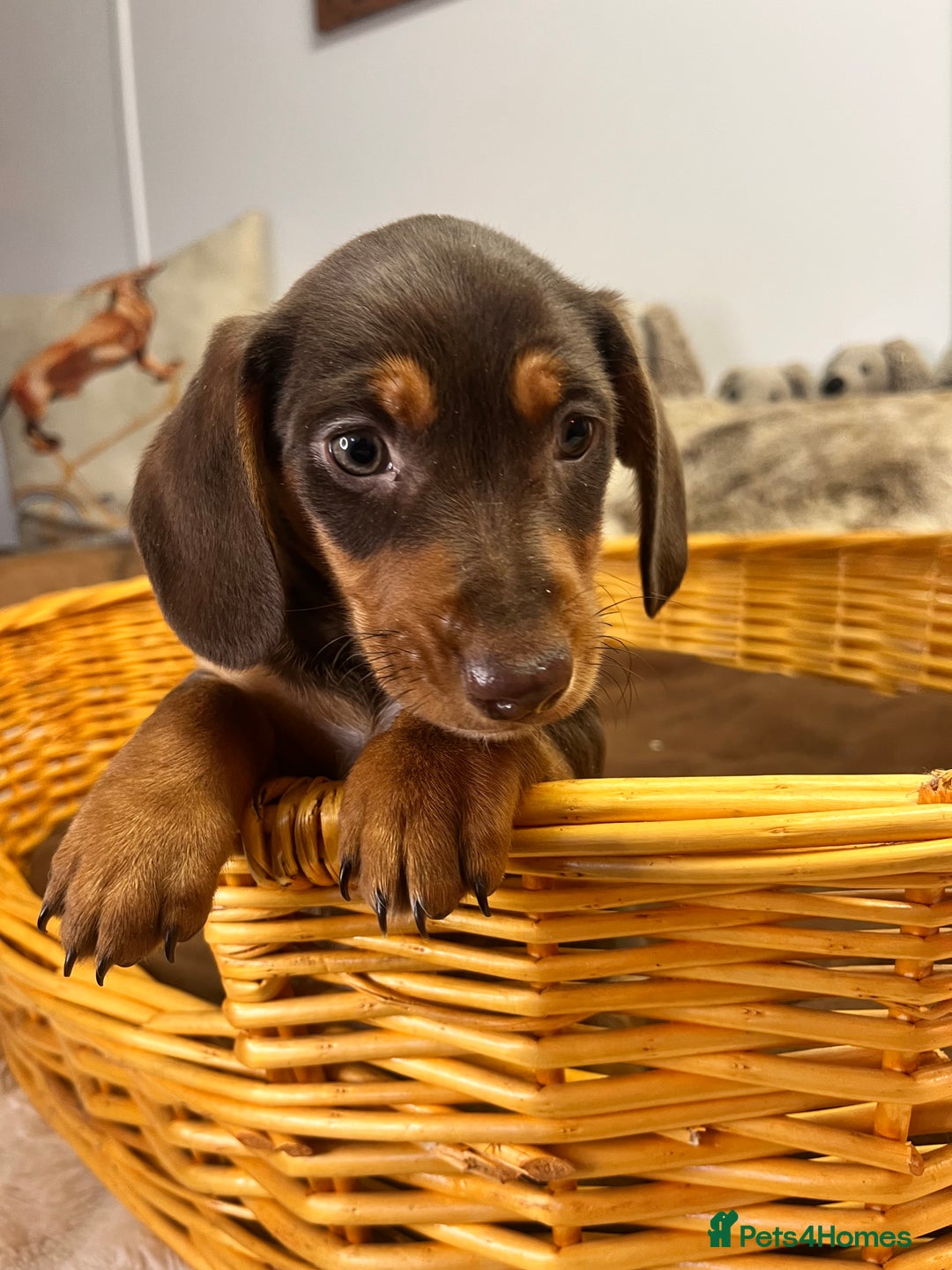 Dachshund dogs for sale: stunning gorgeous litter  - Advert 14