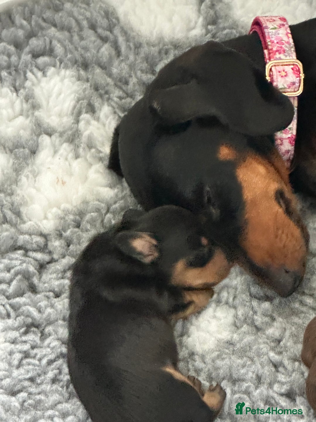Miniature Dachshund dogs for sale: Stunning KC reg PRA clear Mini Dachshund puppies - Image 5
