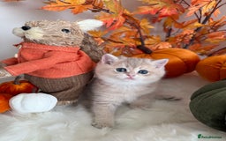 British Shorthair cats for sale: Blue Golden British Shorthair - Image 28