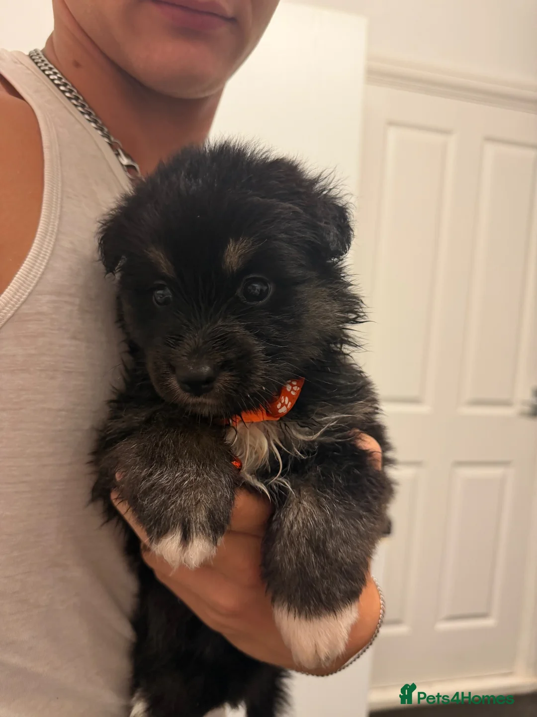 Shepsky dogs for sale: Beautiful shepsky pups for sale ONLY 2 GIRLS LEFT! - Advert 9