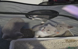 British Shorthair cats for sale: Full pedigree, British short hairs ready now. - Image 5