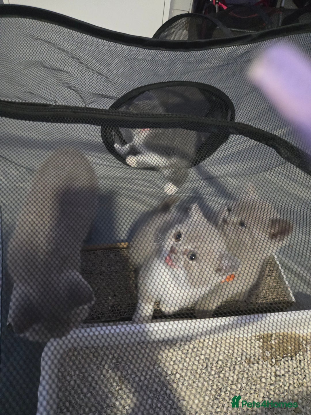 British Shorthair cats for sale: Full pedigree, British short hairs ready now. - Image 5