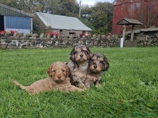 Cockapoo dogs - Advert 2