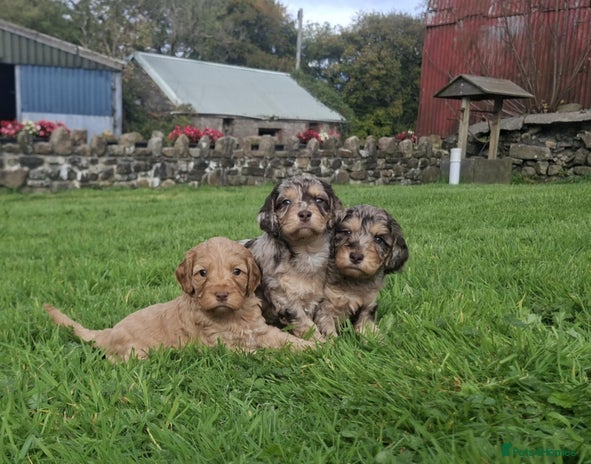 Cockapoo dogs - Advert 10