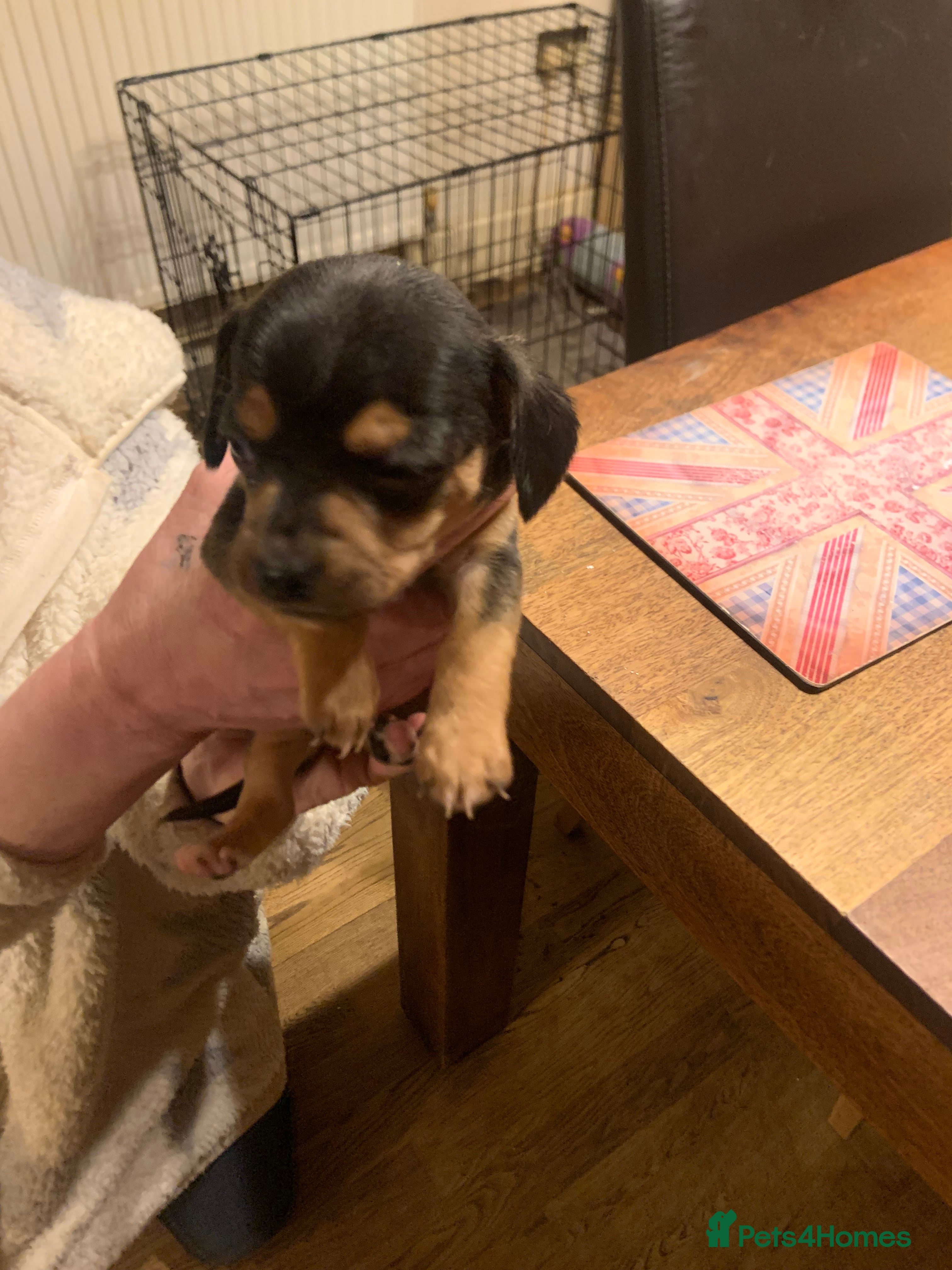 Chiweenie dogs Chiweenie puppies x5 - Advert 17