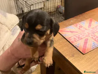 Chiweenie dogs Chiweenie puppies x5 - Advert 17