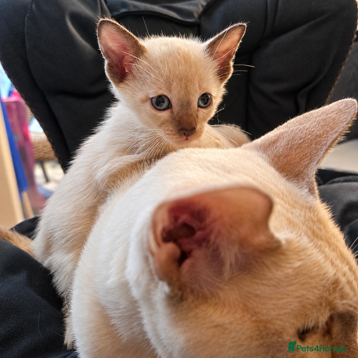 Burmese cats Chocolate Mink Boys ,registered,2x vet checked, - Advert 2