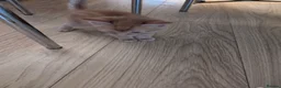 Mixed Breed cats for sale: 3 gorgeous kittens  - Advert 6