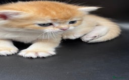 British Shorthair cats for sale: GCCF BSH GOLDEN BLACK TIPPED NY12 KITTENS - Image 12
