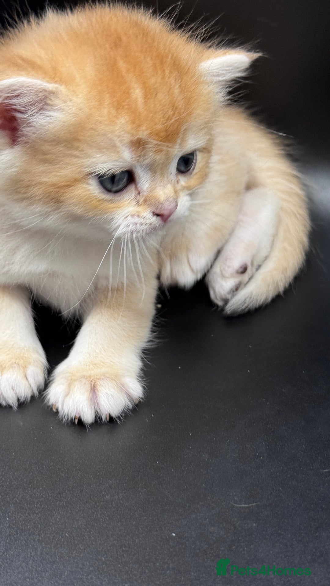 British Shorthair cats for sale: GCCF BSH GOLDEN BLACK TIPPED NY12 KITTENS - Image 12