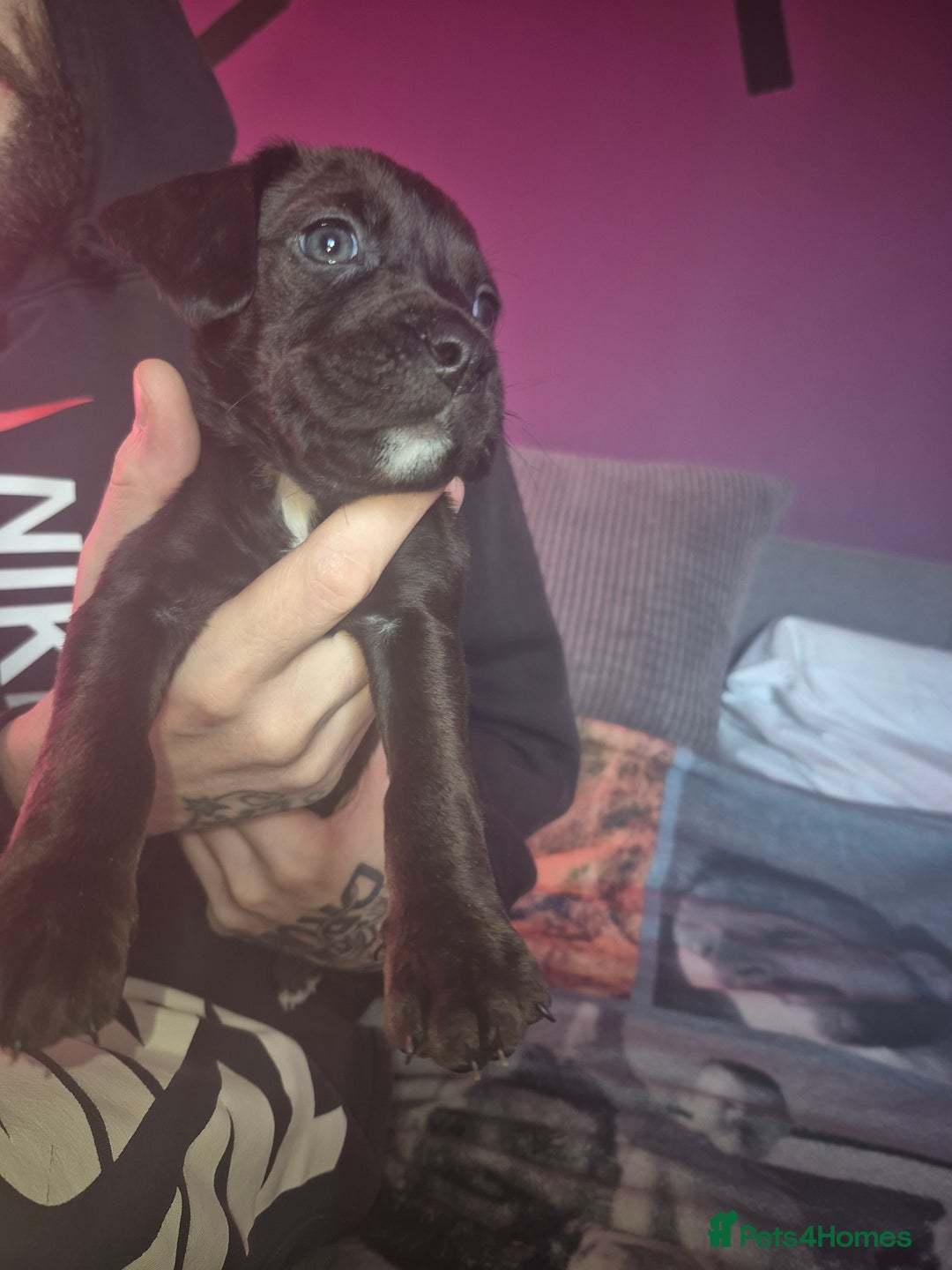 Mixed Breed dogs for sale: Bullmastiff x Springer Spaniel Puppies - Advert 29