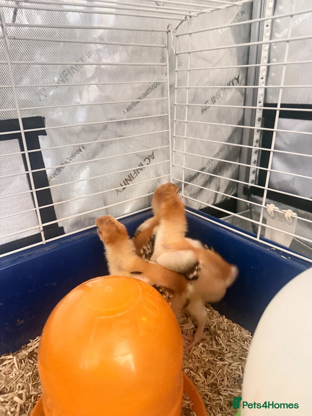 Chickens poultry for sale: Unsexed speckled Sussex chickens   - Advert 2