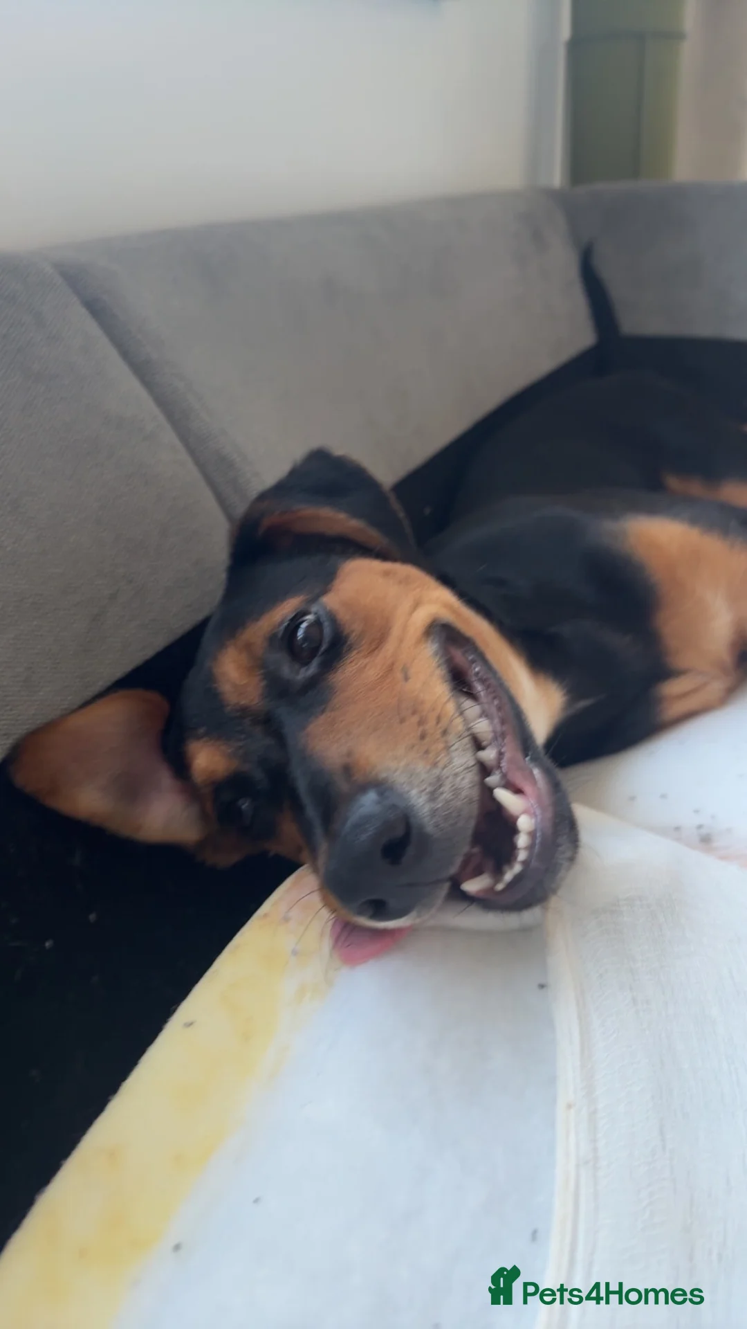 Mixed Breed dogs for sale: Robin  - Advert 1