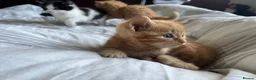 American Shorthair cats for sale: Kittens for sale - Advert 11