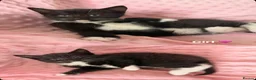 Mixed Breed cats for sale: Little kittens for sale 🐈 - Advert 4