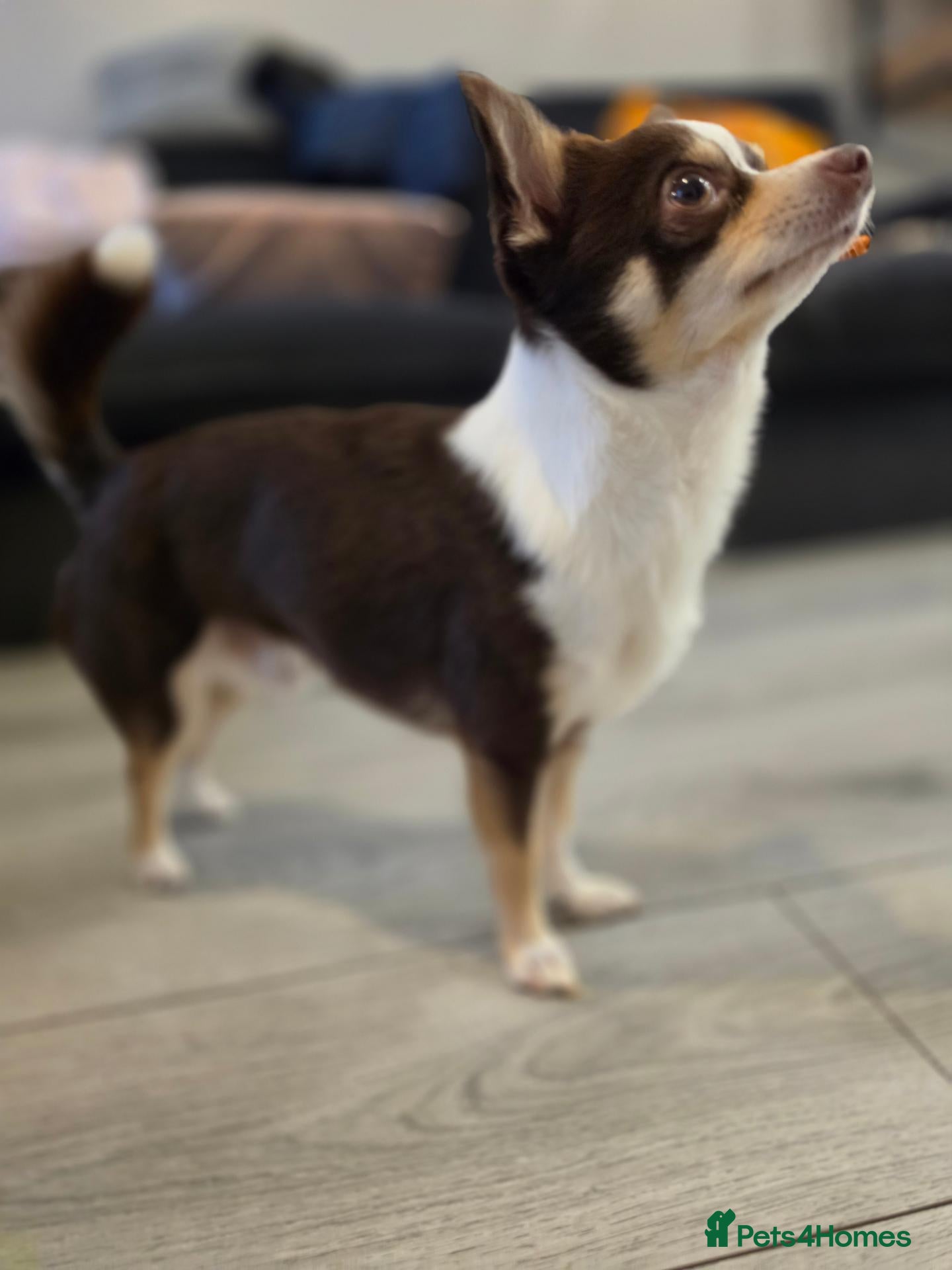 Chihuahua dogs Reggie-Quality Stud (Champion Breeding Background) - Advert 11