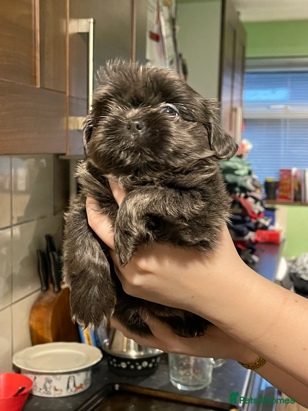 Shih Tzu dogs for sale:  imperial shihtzu dobie carriers karishishi only 2 - Advert 9