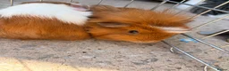 Guinea Pig rodents for sale: 10 week old baby boars  - Advert 8