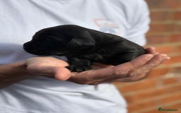 Labrador Retriever dogs for sale: Black & yellow working Labrador puppies  - Image 7