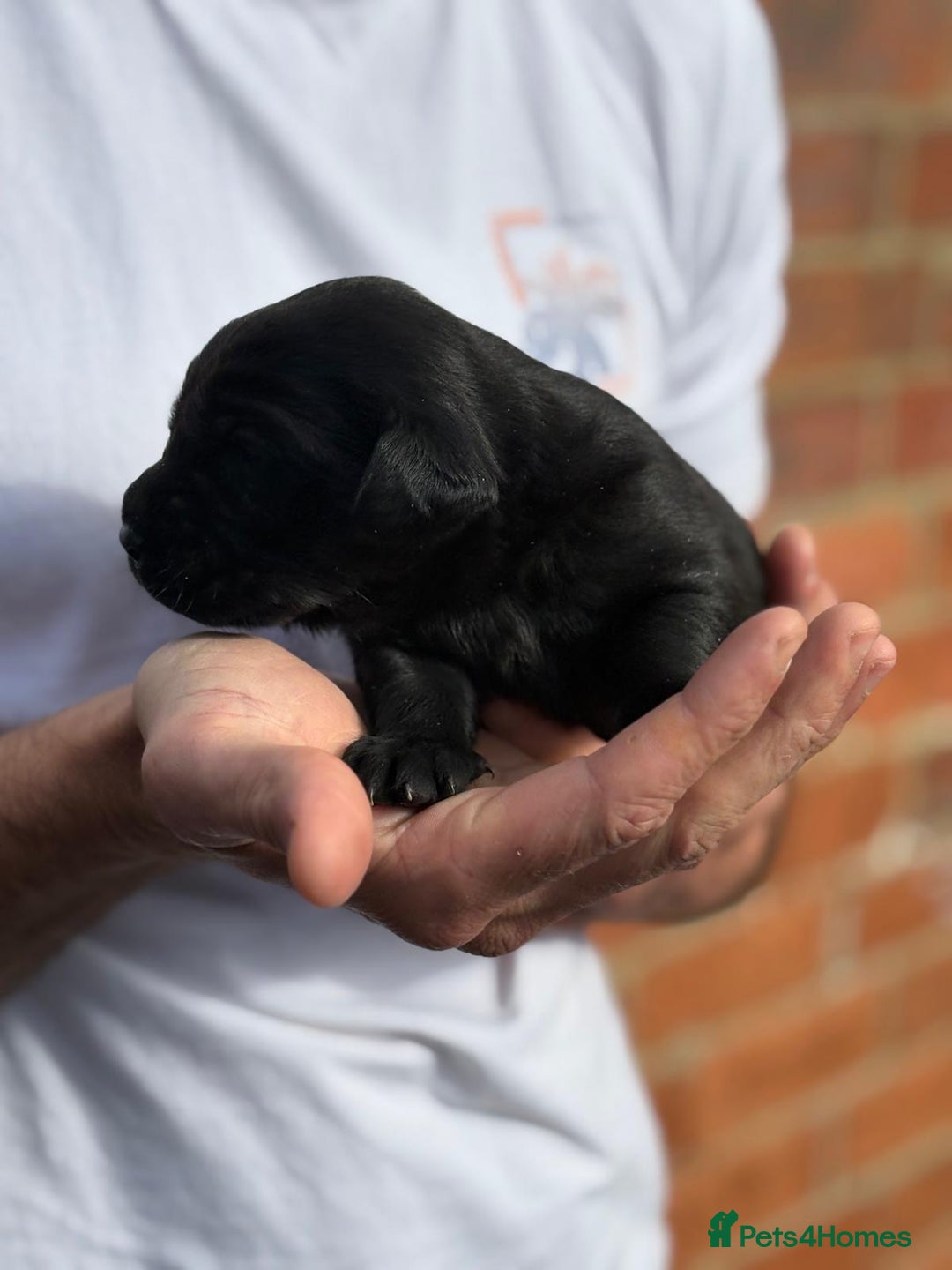 Labrador Retriever dogs for sale: Black & yellow working Labrador puppies  - Image 7