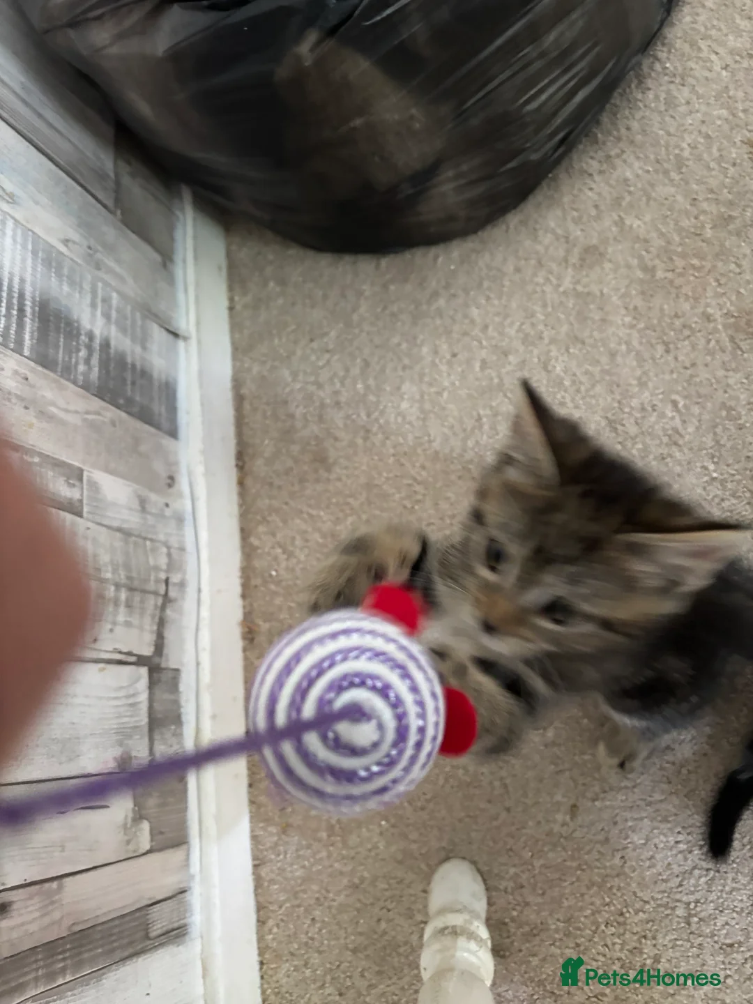 Domestic Shorthair cats for sale: Male Kitten - Advert 6