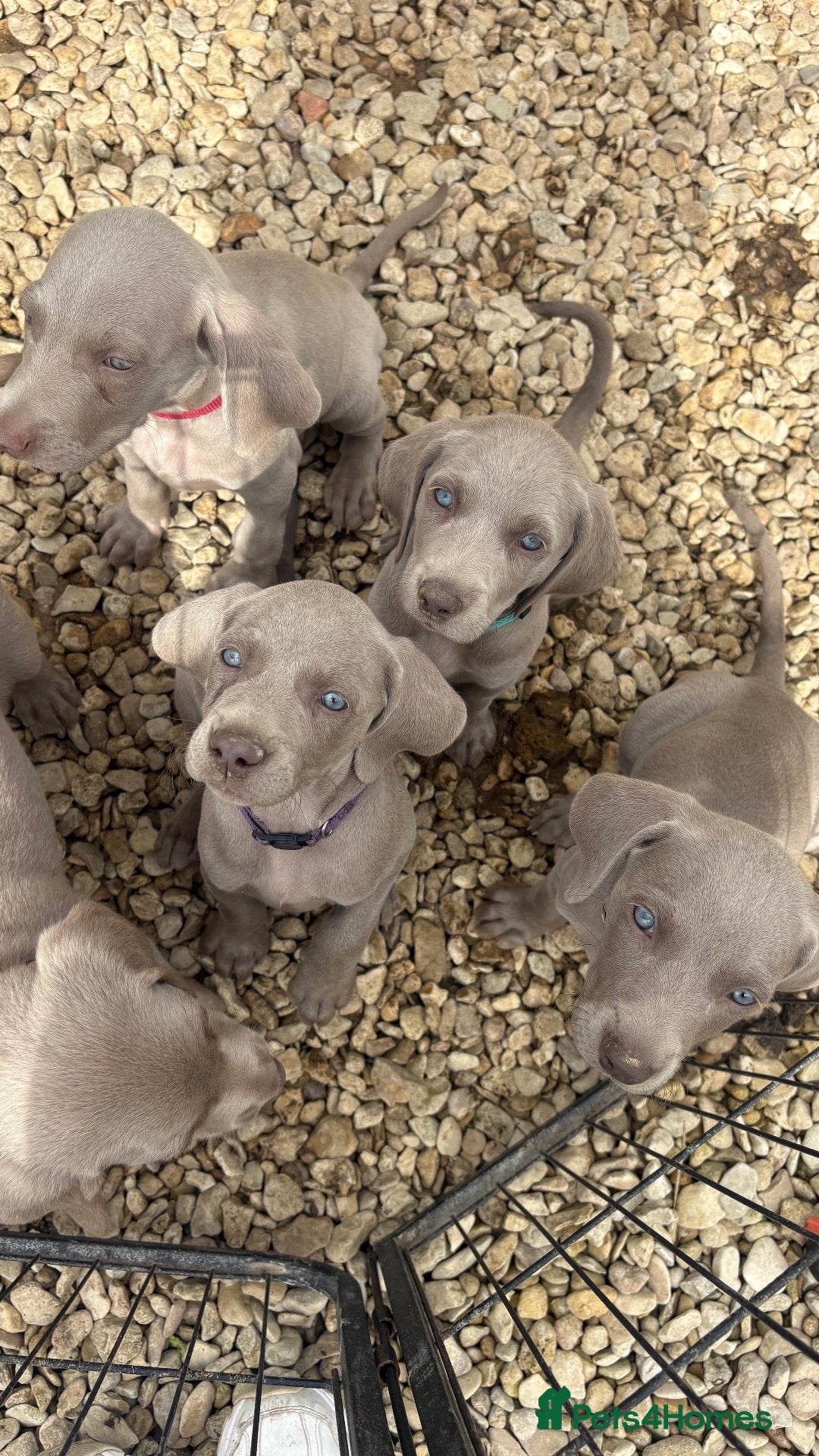Weimaraner dogs Long & Short Haired Weimaraner KC reg - Advert 5