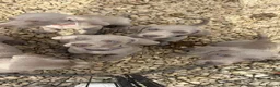 Weimaraner dogs for sale: Long & Short Haired Weimaraner KC reg - Advert 1