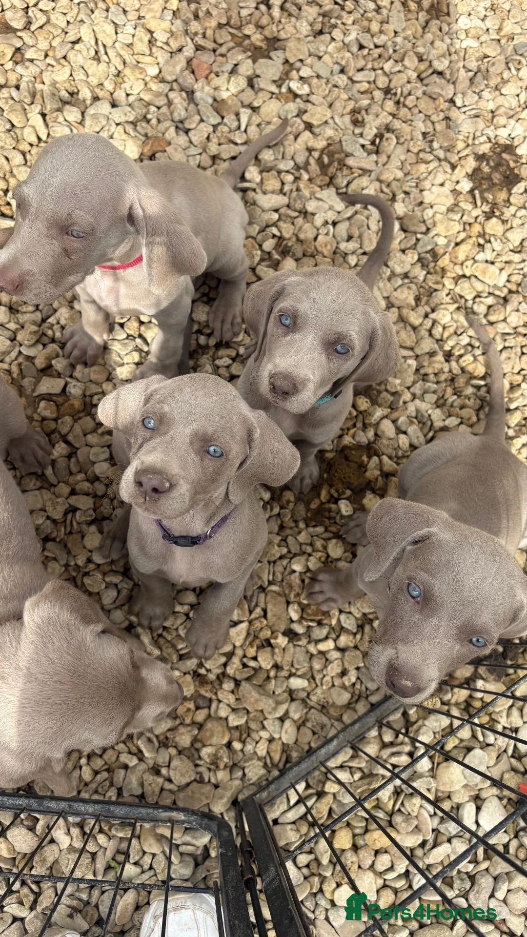 Weimaraner dogs for sale: Long & Short Haired Weimaraner KC reg - Advert 1