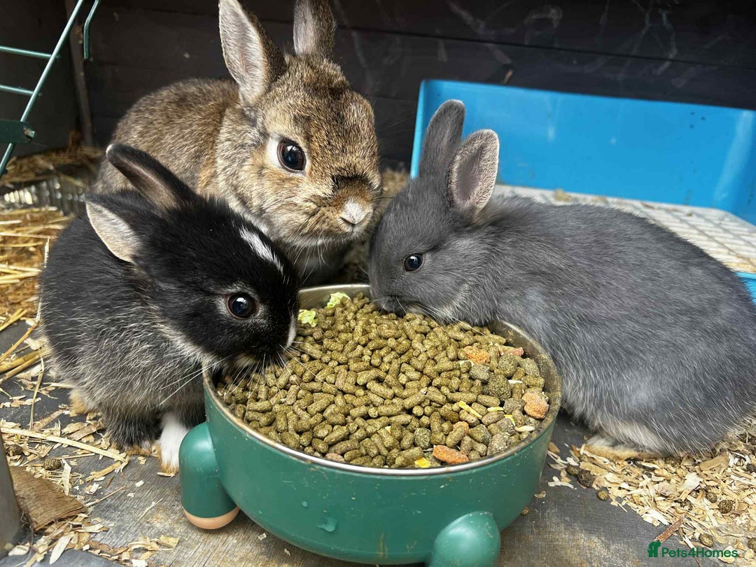 Netherland Dwarf rabbits for sale: Netherland dwarf bunnies - Image 1