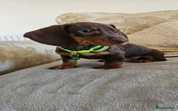 Dachshund dogs for sale: Dachshund puppies ready to leave  - Image 6