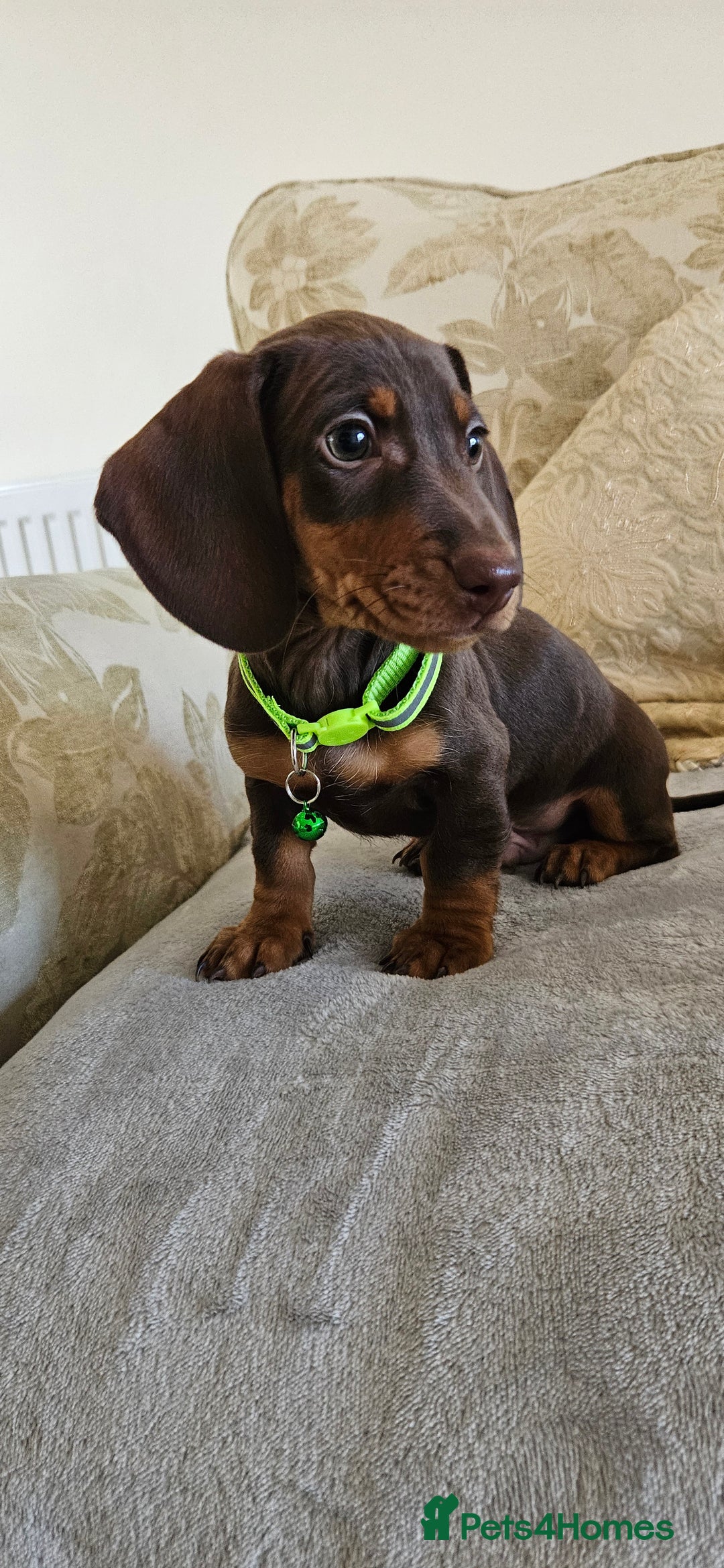 Dachshund dogs for sale: Dachshund puppies ready to leave  - Image 6