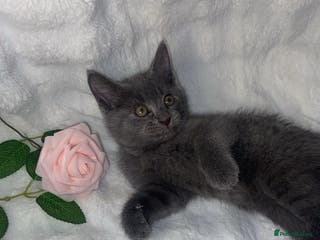 Mixed Breed cats Adorable Spyhnx X BSH Male Kitten Ready To Leave🏡 - Advert 1