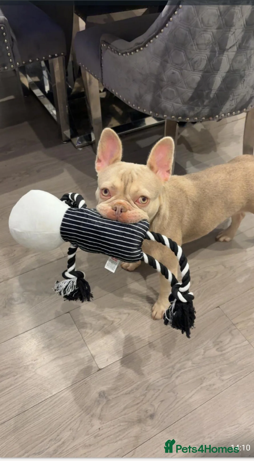 French Bulldog dogs for sale: Isabella & tan intensity girls /liliac fawn boy 🐾 - Advert 2