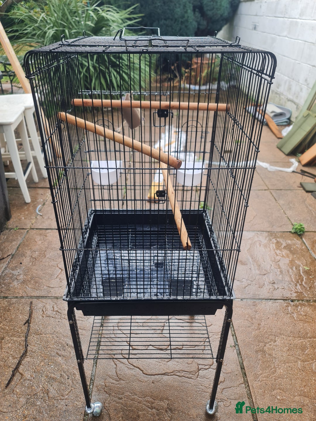 Conures birds for sale: Hand reared baby green cheeked conure - Image 6