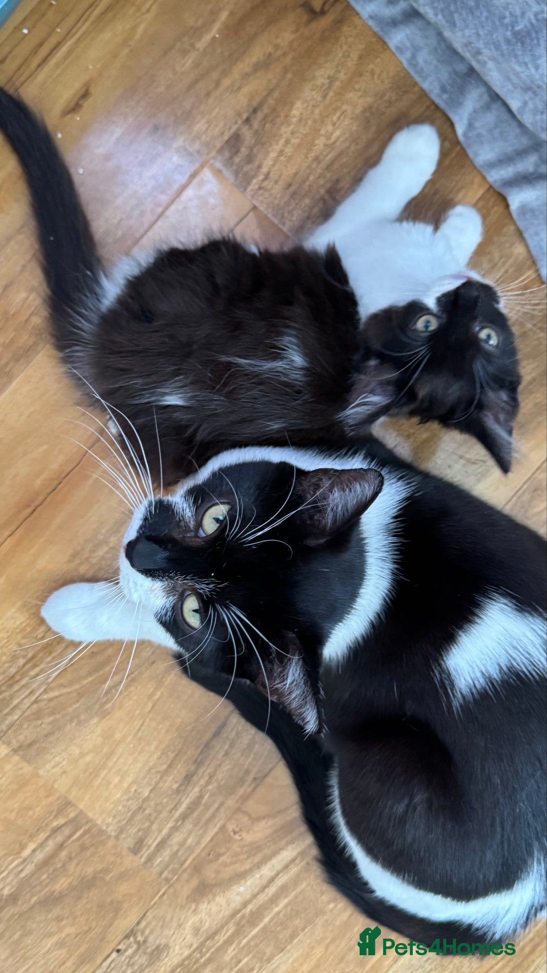 British Longhair cats for sale: Cute female kitten in swindon ready for new home - Image 4