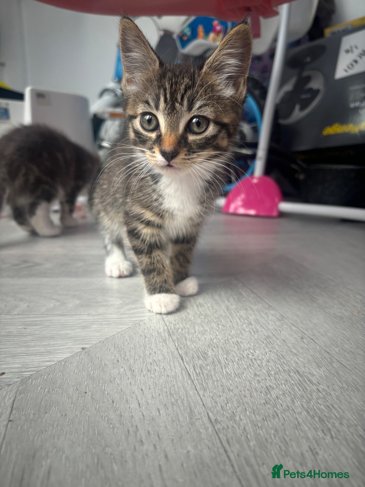 Mixed Breed cats 2 gorgeous kittens looking for their homes  - Advert 3