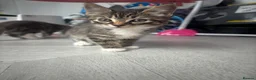 Mixed Breed cats for sale: 2 gorgeous kittens looking for their homes  - Advert 1