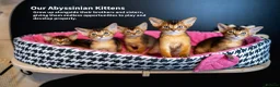 Abyssinian cats for sale: Bonbon – Ready Now | Exceptional Silver Abyssinian - Advert 22