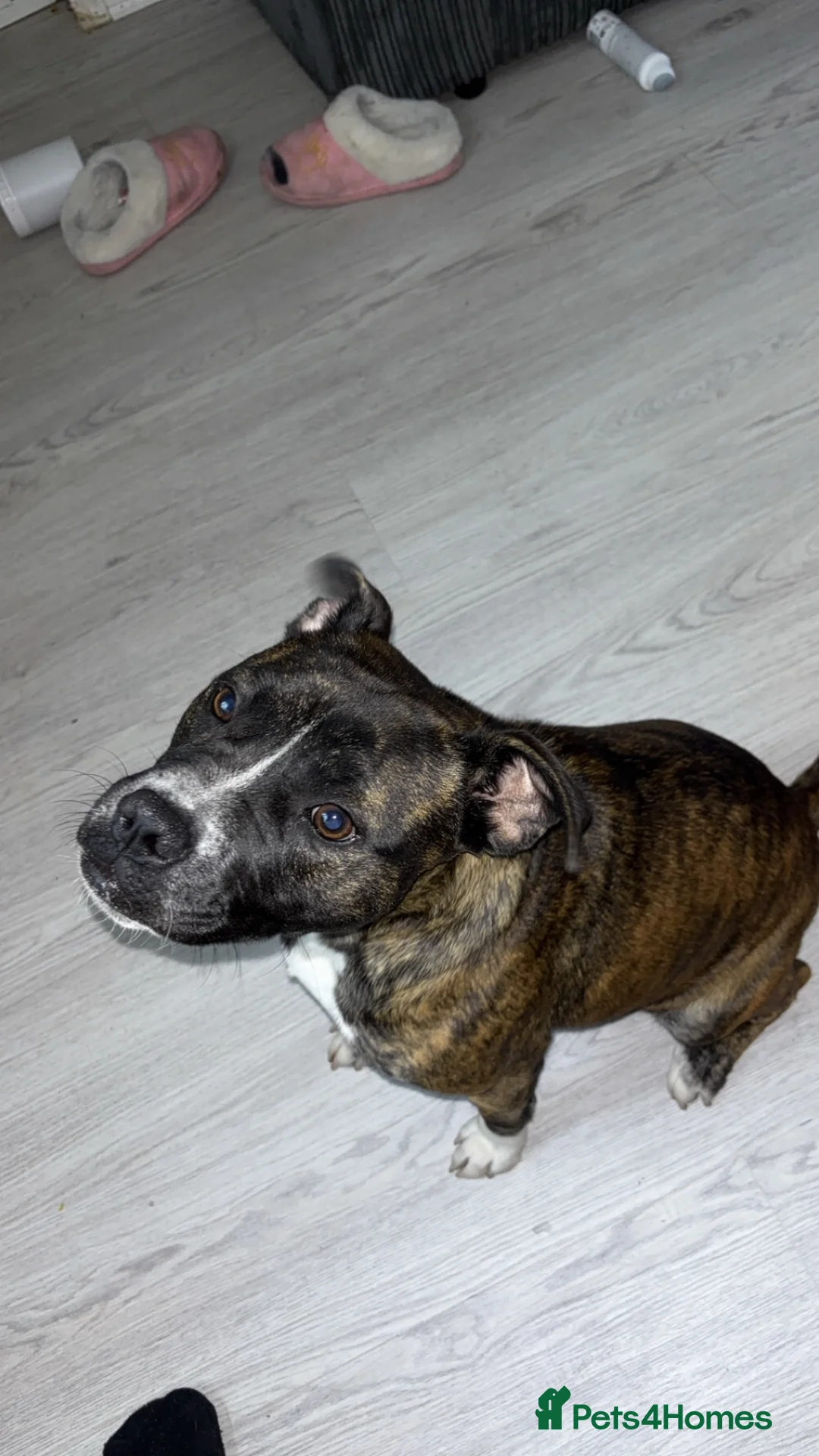 Staffordshire Bull Terrier dogs for stud: Female staffy looking to breed her in Coventry - Advert 1