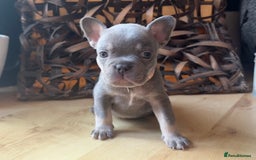 French Bulldog dogs for sale: Pedigree Frenchies - New Shade Isabella’s & Lilacs - Image 16