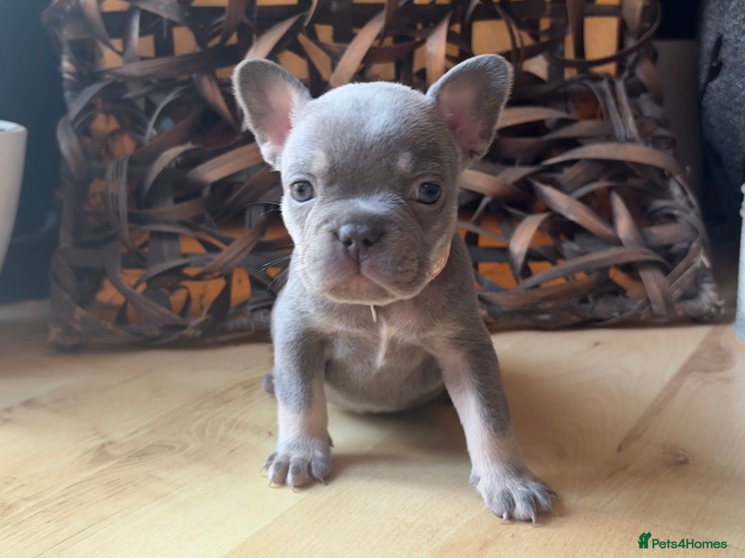 French Bulldog dogs for sale: Pedigree Frenchies - New Shade Isabella’s & Lilacs - Image 16