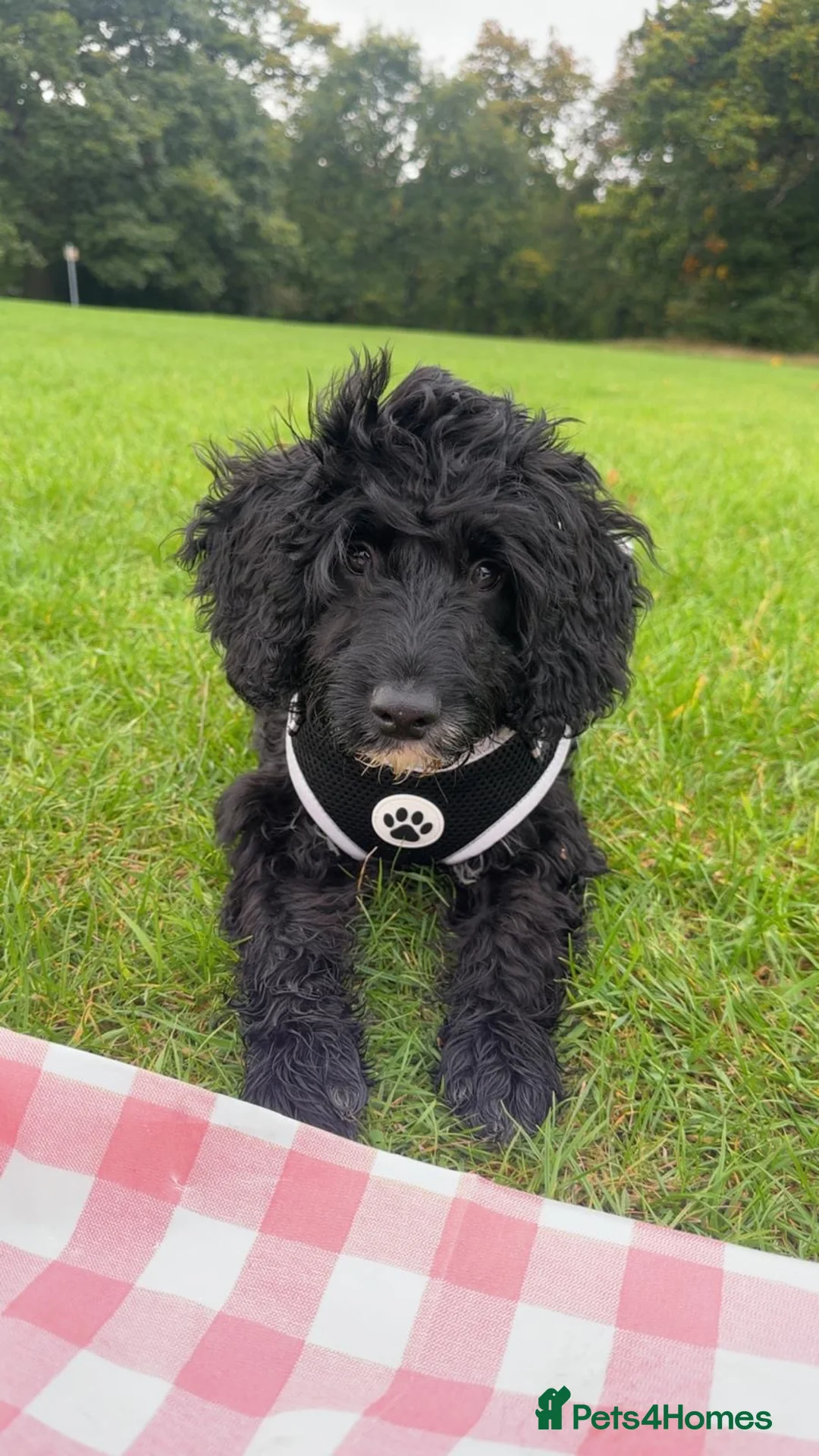 Cockapoo dogs for sale: Cockapoo 8 months  - Advert 1