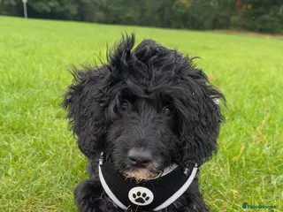 Cockapoo dogs Cockapoo 8 months - Advert 2