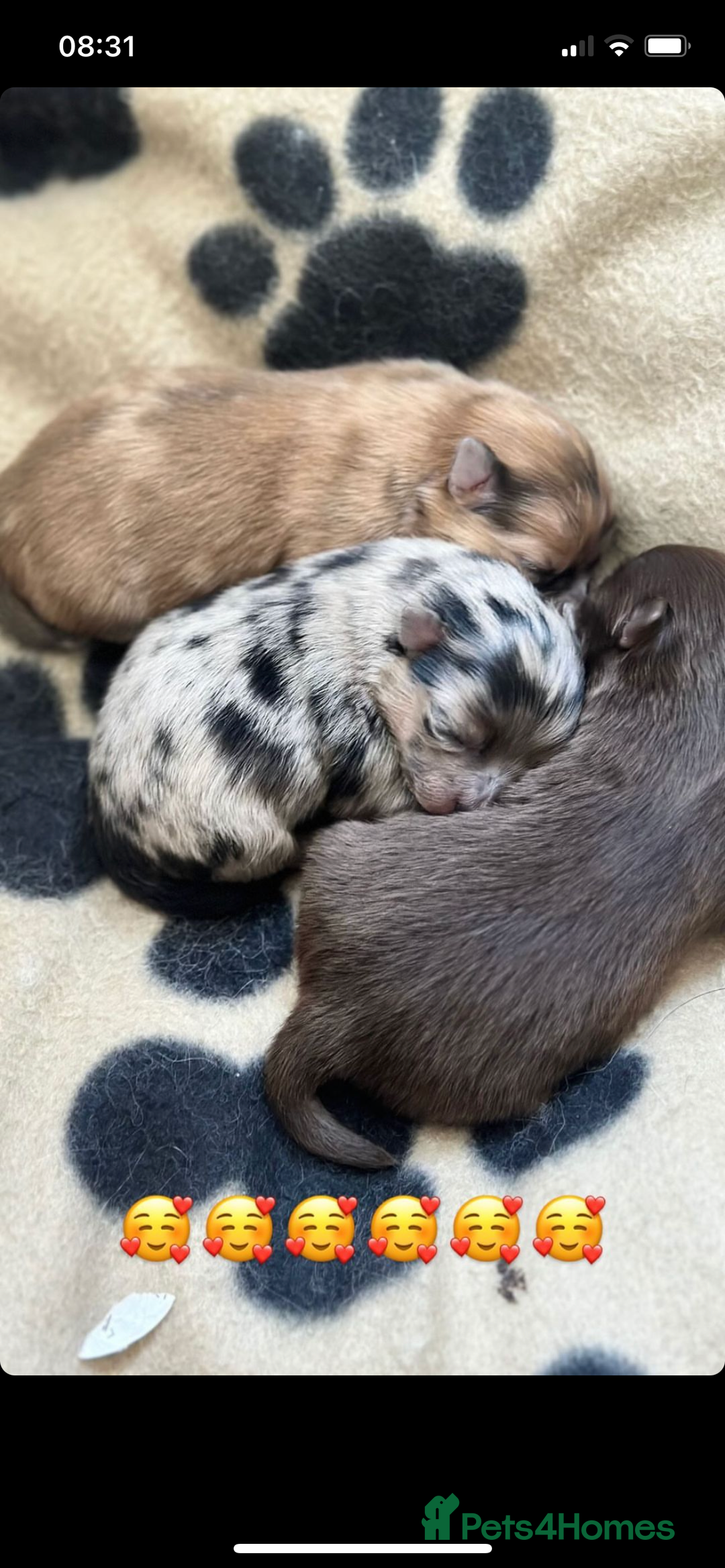 Pomeranian dogs for stud: Cobee (PROVEN)  ( STUD ONLY ) (PRODUCING MERLES)   in Liverpool - Advert 31