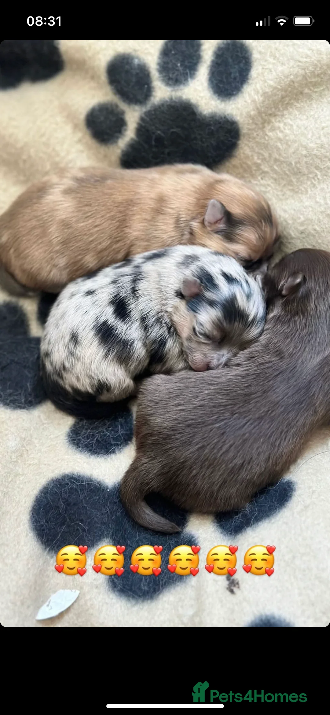 Pomeranian dogs for stud: Cobee (PROVEN)  ( STUD ONLY ) (PRODUCING MERLES)   in Liverpool - Advert 31