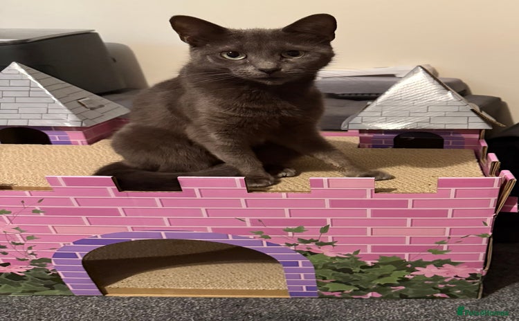 Russian Blue cats - Advert 1