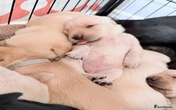 Labrador Retriever dogs for sale: Beautiful Labrador Puppies - family breeder  - Image 2